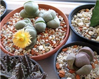 fd1cc6cf-pleiospilos nelii  pleiospilos royal flush .JPG